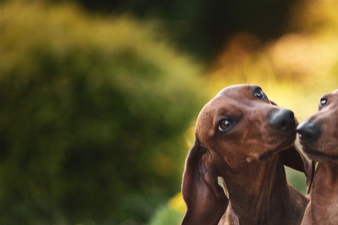 Unsere Hündinnen Anika vom Goldenen Born und Zora vom Rehprung
